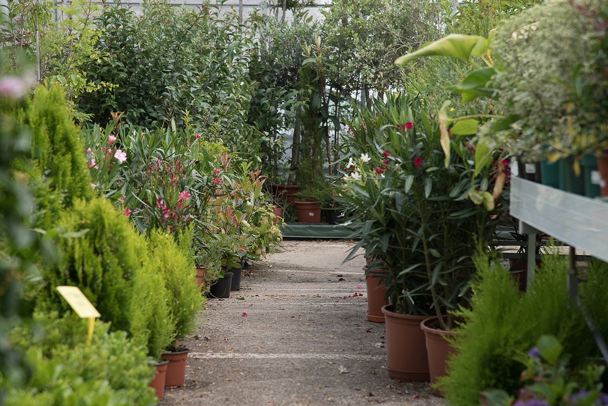 Las plantas combinan aromas que no sólo son agradables al olfato sino que cumplen fines terapéuticos.