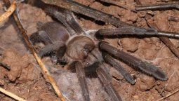 altText(Mega-araña: Llegó en un tupper, tiene colmillos de Drácula, será ordeñada para fabricar suero)}