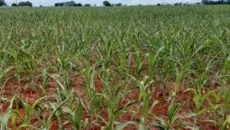 El fenómeno de La Niña mostró el mejor escenario pluvial que se podía prever.&nbsp;