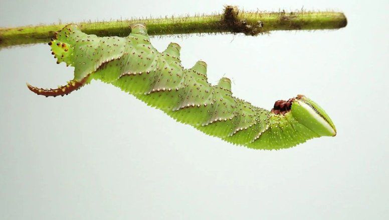 Descubrimiento: insectos que imitan el ruido de las serpientes para defenderse