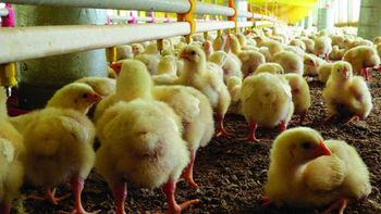 Empleos en peligro: Advierten una grave situación en una importante avícola nacional