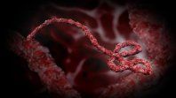 El ébola es considerada una enfermedad rara, grave y, a menudo, mortal. De acuerdo con la Organización Mundial de la Salud (OMS), la tasa media de letalidad de esta enfermedad ronda el 50 %. La fuente también señala que, las personas no transmiten el virus mientras no presenten síntomas, y que siguen teniendo capacidad de contagiar mientras haya virus en su sangre. La infección se produce por contacto directo con pacientes. El ébola es considerada una enfermedad rara, grave y, a menudo, mortal. De acuerdo con la Organización Mundial de la Salud (OMS), la tasa media de letalidad de esta enfermedad ronda el 50 %. La fuente también señala que, las personas no transmiten el virus mientras no presenten síntomas, y que siguen teniendo capacidad de contagiar mientras haya virus en su sangre. La infección se produce por contacto directo con pacientes.