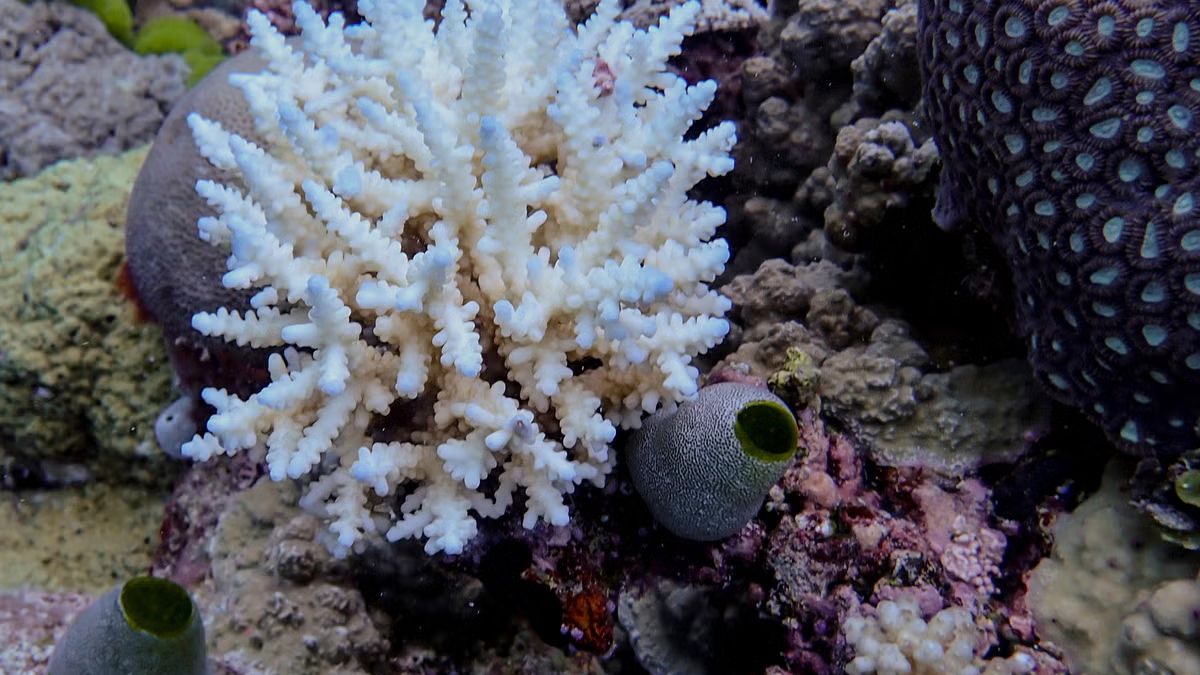 La Gran Barrera de Coral es el ecosistema vivo más grande del planeta tierra que hay que cuidar de la amenaza del cambio climático. La Gran Barrera de Coral es el ecosistema vivo más grande del planeta tierra que hay que cuidar de la amenaza del cambio climático.