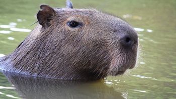 En Nordelta, los carpinchos preguntan por Agueda Gazovic