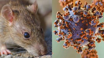 ¿Qué cepa de hantavirus hay en el crucero? OMS confirma lo que se sospechaba