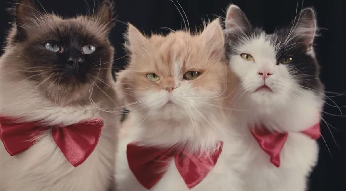 Netflix ama los gatos Un documental con todos sus secretos