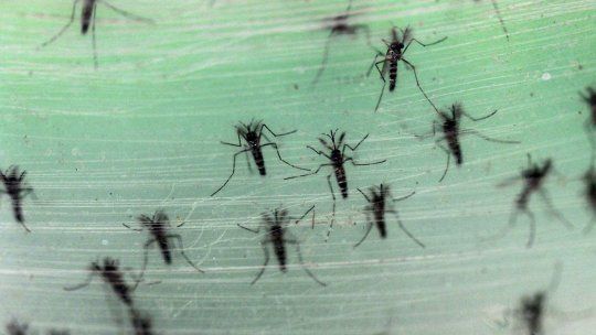 El calor levantó los primeros mosquitos y la demanda por la vacuna. 