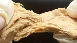 ¿Se podrá hacer asado con estos hongos? ¿Se podrá hacer asado con estos hongos?