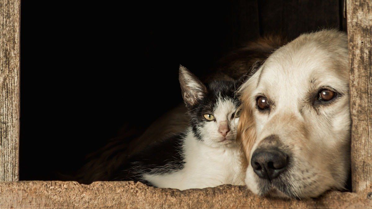Los animales de laboratorio no siempre son los mejores sujetos para la investigación del cáncer porque los sistemas inmunológicos de ratones, por ejemplo, no son tan complejos como los de los humanos. Esta es una de las principales diferencias con perros y gatos.