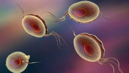 Tricomoniasis, la infección sexual de que ahora todos hablan.