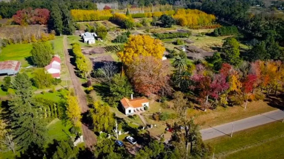 Este pueblo de Buenos Aires tiene más de un millón de árboles.