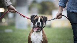 Un divorcio y una peculiar decisión: Una jueza de San Isidro dictaminó un régimen de visitas con tenencia compartida para dos perros