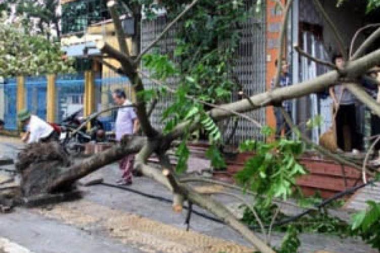 Uno de los árboles caídos en Vietnam tras el paso de la tormenta