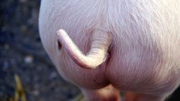 Científicos ganan el Ig Nobel por descubrir que los mamíferos pueden respirar por el ano, un hallazgo insólito que podría tener aplicaciones médicas.