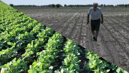 Los sojeros de Estados Unidos tienen que abrir mercados y necesitan asistencia.