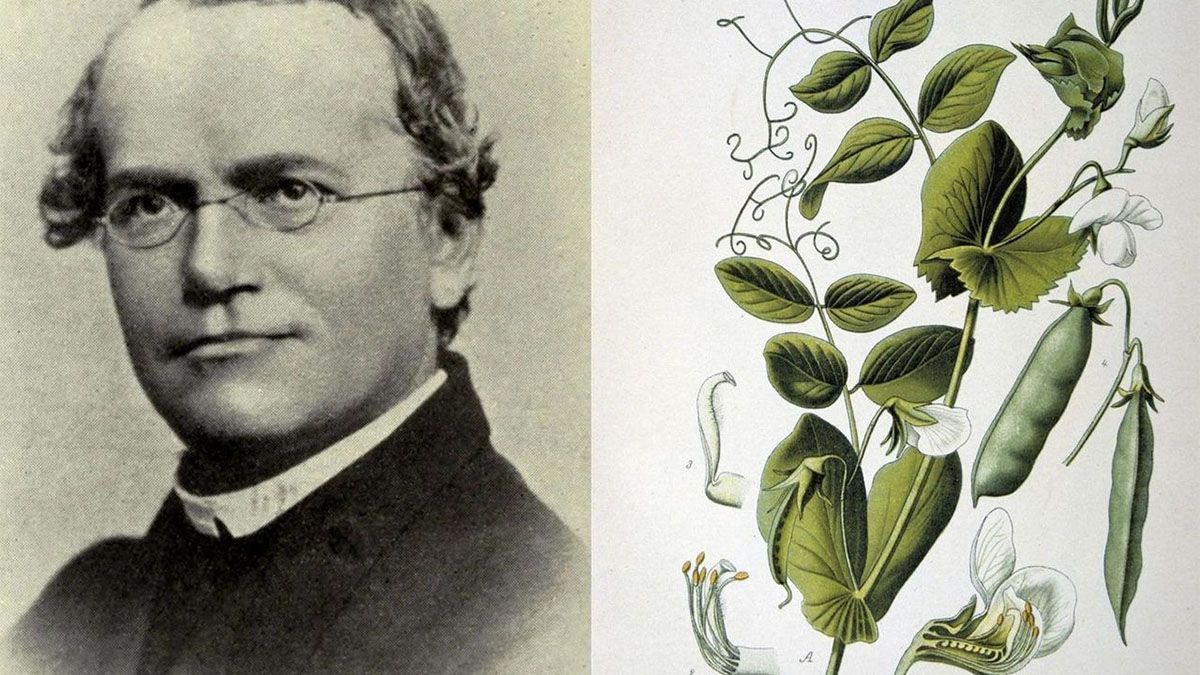 El monje austríaco, Gregor Mendel, fue el creador de la genética y sus trabajos permitieron conocer las leyes fundamentales de la herencia. El monje austríaco, Gregor Mendel, fue el creador de la genética y sus trabajos permitieron conocer las leyes fundamentales de la herencia.