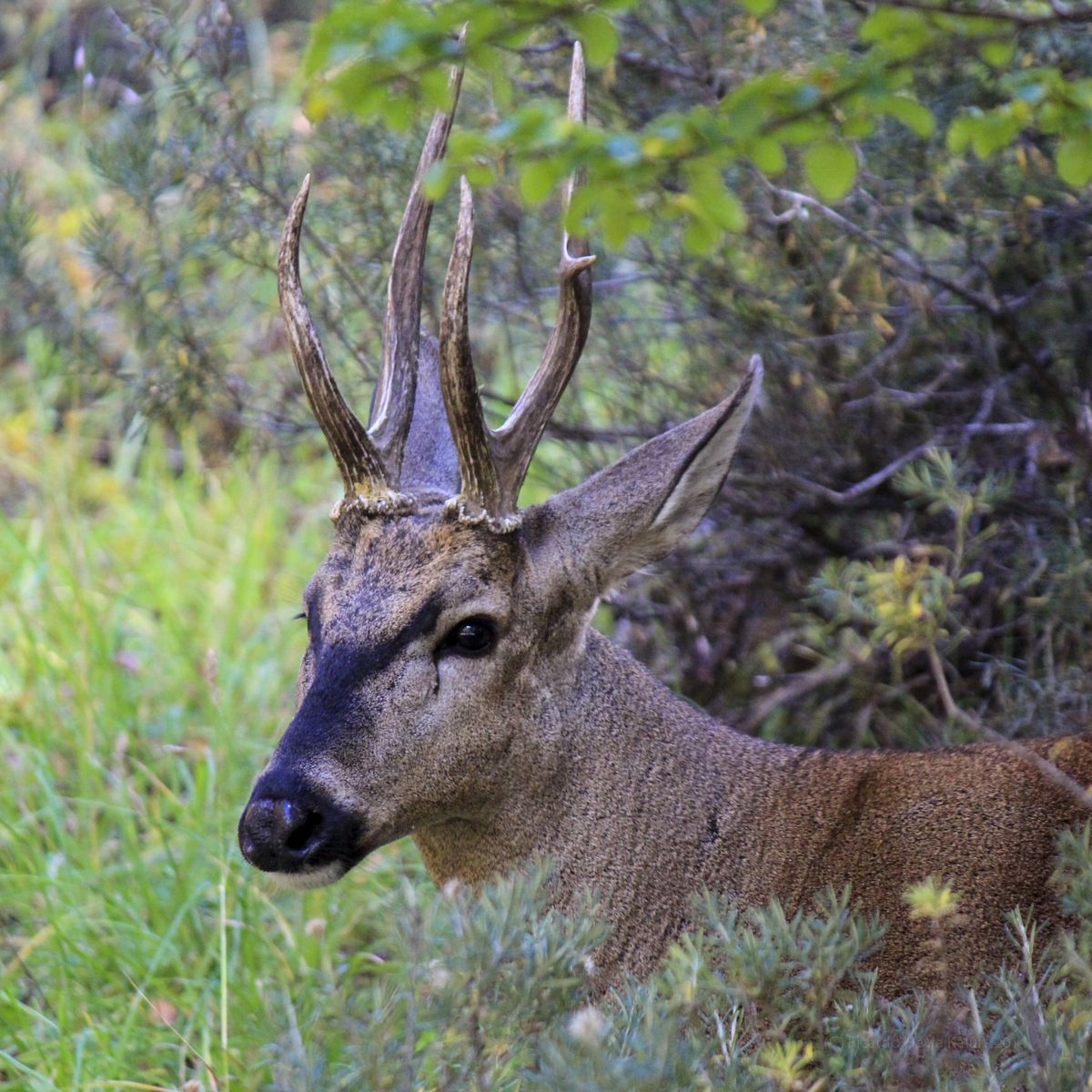 El huemul es una de las dos especies de ciervos nativos presentes exclusivamente en los bosques patagónicos de Argentina y Chile, y está en peligro de extinción. La "interferencia negativa de esta especie exótica (ciervo colorado) sobre el huemul hoy, se está analizando", dicen los especialistas.