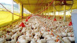 Hubo 1.250 despidos por el cierre de diferentes plantas de una famosa avícola.