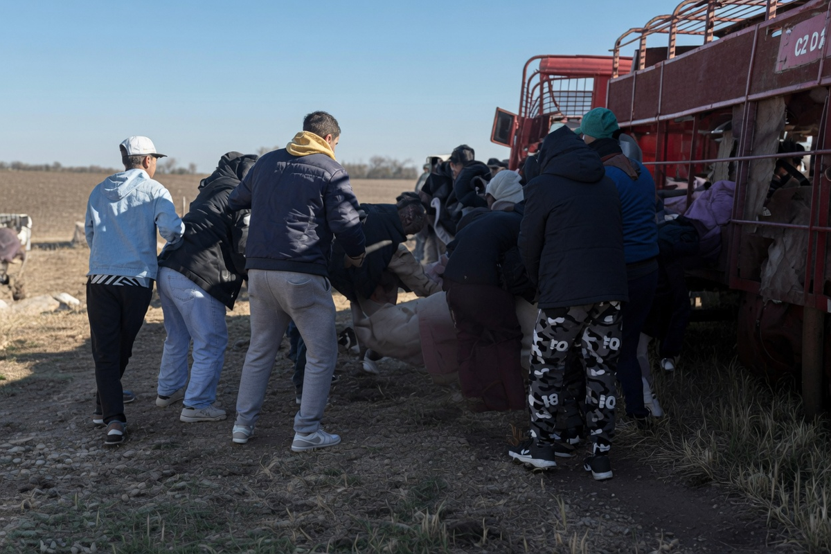 Saqueo de ganado porcino en Pergamino