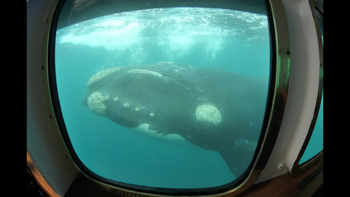 Los avistajes submarinos invitan a una experiencia alucinante cara a cara con las ballenas.