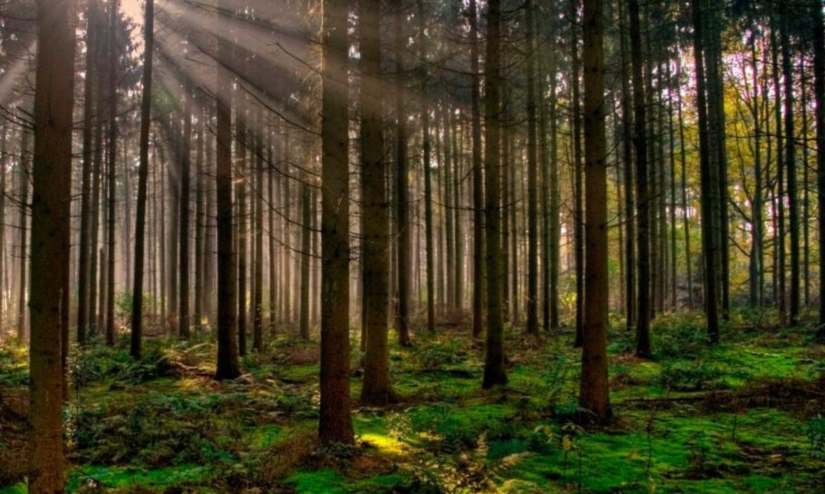 Los mejores destinos con bosque en Buenos Aires.(Foto: Bosque Peralta Ramos).