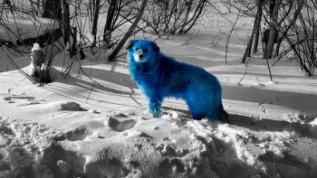 Aparecieron perros con pelaje azul en Chernobyl y nadie puede explicarlo