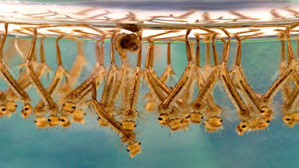 El dengue muy presente en Brasil. El dengue muy presente en Brasil. 