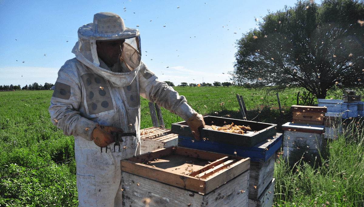 Los manuales y m&eacute;todos de Jan&scaron;a siguen vigentes, al punto que se inspiraron leyes, museos y tradiciones eslovenas. En 2018, fue reconocido globalmente con el D&iacute;a Mundial de las Abejas, cada 20 de mayo.