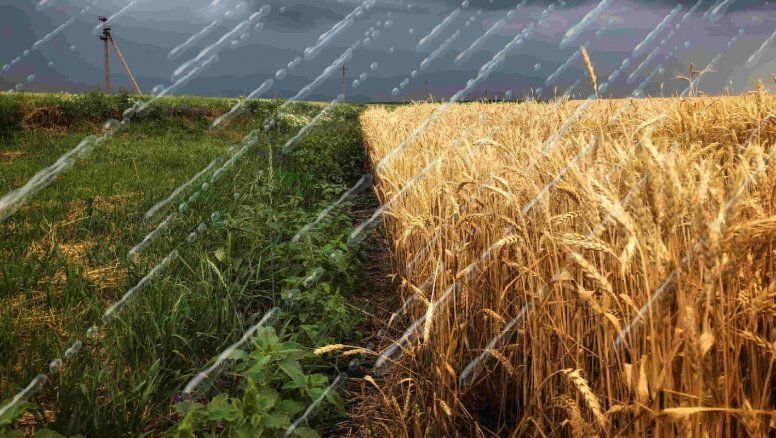 El Niño sacude al campo: La apuesta extrema que cambia la siembra de esta temporada