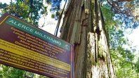 Argentinaes el país que posee en La Patagonia el segundo árbol más antiguo del mundo ysobrevive en un rincón protegido de Chubut inaccesible por tierra firme.