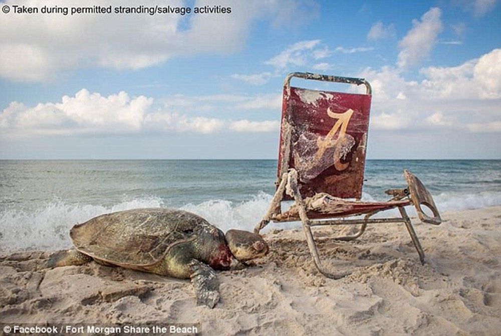 Un grupo de conversación de Alabama compartió esta imagen del hallazgo de una tortuga marina muerta, tras ser estrangulada por una silla de playa que llegó al océano.
