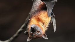 Niño despertó con murciélago en el rostro y murió de rabia.