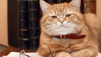 ElDía Internacional del Gato se celebra el 8 de agosto de cada año y losespecialistas mencionan las claves para transformar la calidad de vida de losfelinos.