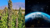 Semillas de quinua viajan de Argentina al espacio exterior: ¿Cómo será el experimento? ( Imagen: Argentina.gob.ar / Freepik Semillas de quinua viajan de Argentina al espacio exterior: ¿Cómo será el experimento? ( Imagen: Argentina.gob.ar / Freepik