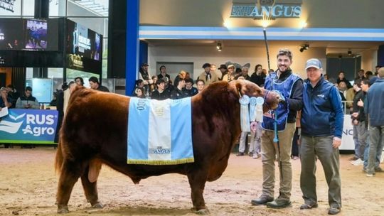 Álvaro, el toro que se vendió por cientos de miles de dólares.