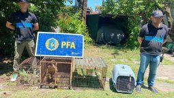 La Policía del Departamento de Delitos Ambientales allanó una vivienda en Temperley tras una denuncia por tenencia de animales exóticos.