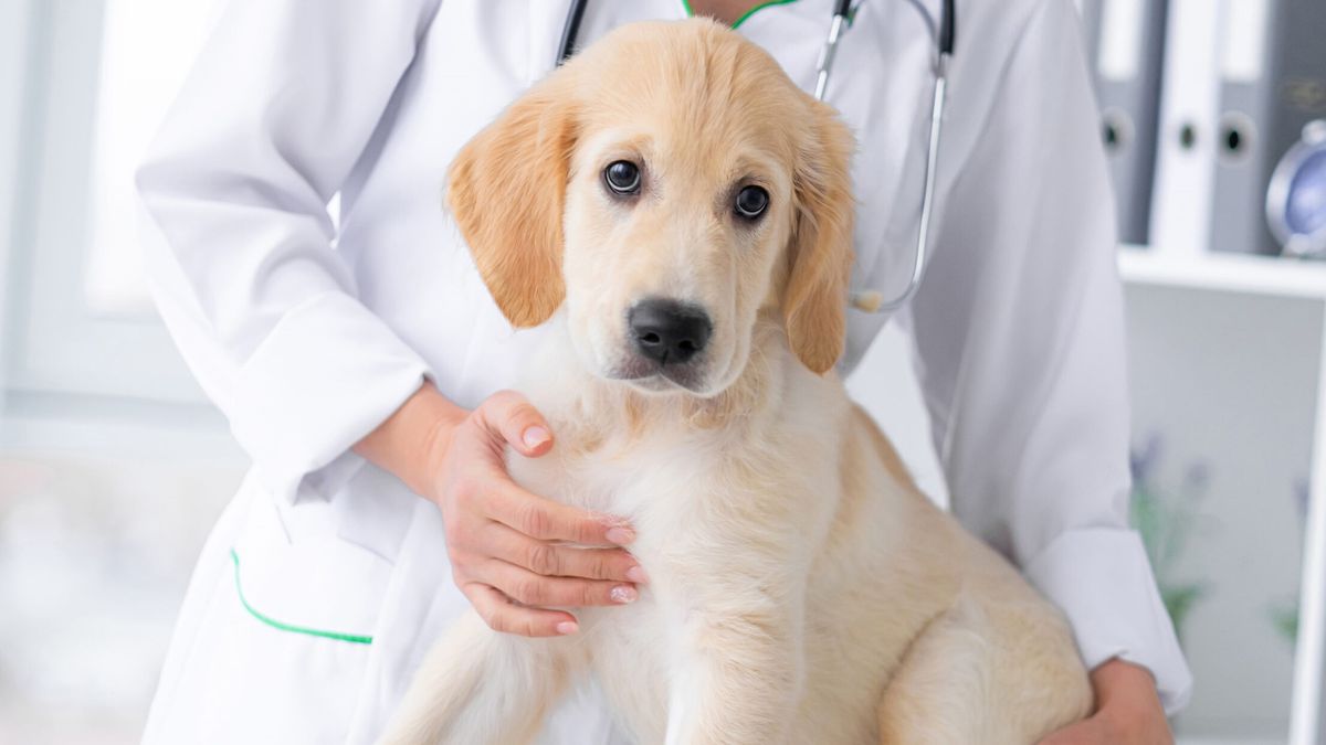 Hoy, en el Día Mundial de la Esterilización, concienticemos sobre la importancia de castrar a nuestras mascotas para reducir el abandono y mejorar su salud.