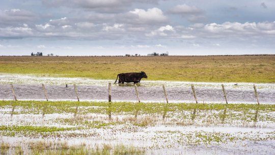 El Niño: Lucha contrarreloj en el Litoral para salvar al ganado de las inundaciones