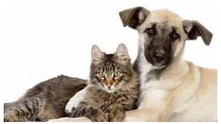 Claves para cuidar tu mascota