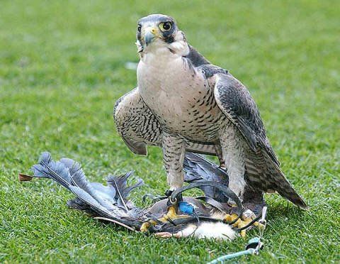 Halcón peregrino.
