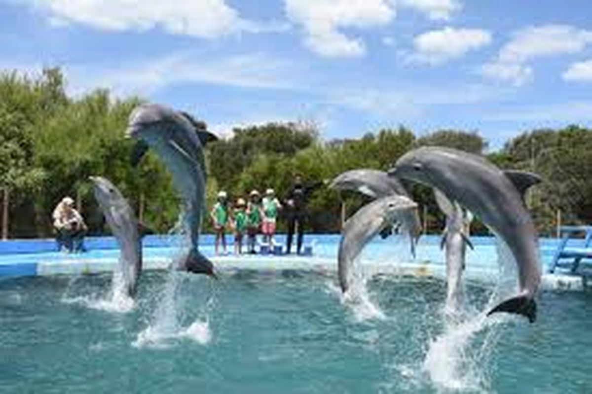 Delfines en el Aquarium Delfines en el Aquarium 