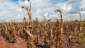 sequia extrema: el panorama es complicado sequia extrema: el panorama es complicado