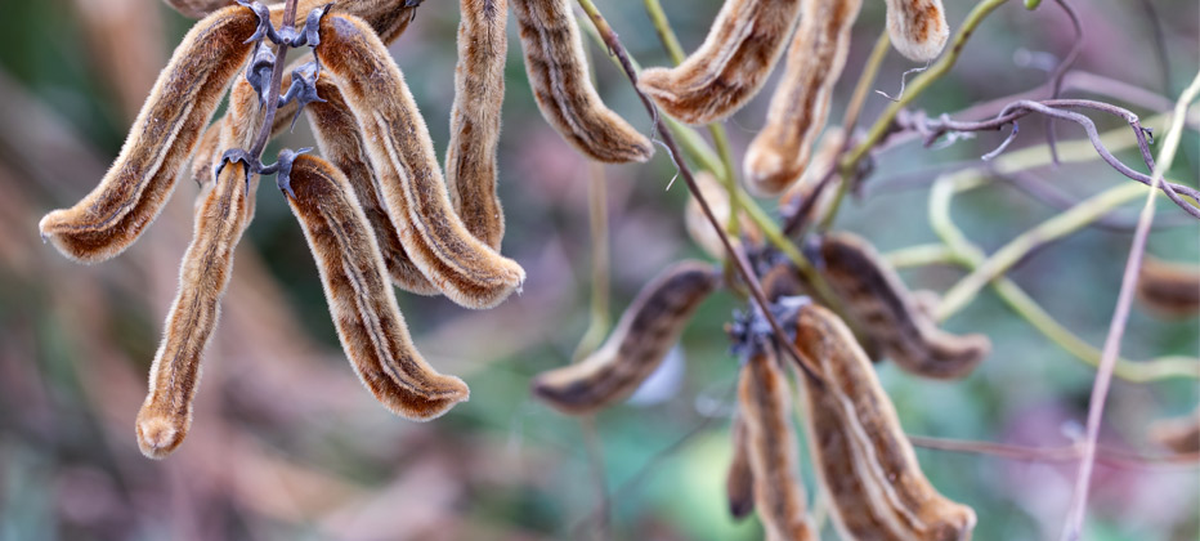 El grano de terciopelo es una planta con usos medicinales para la enfermedad de Parkinson.