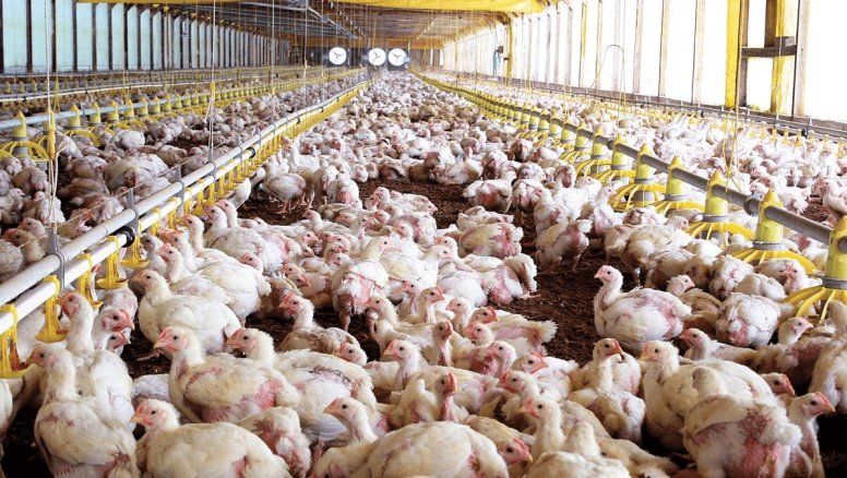 Alarmante ultimátum de productores avícolas a Milei: