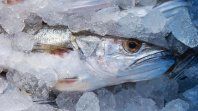 La merluza, uno de los pescados más tradicionales de la cocina española, forma parte de un consumo que cayó cerca de un 30% en la última década. La merluza, uno de los pescados más tradicionales de la cocina española, forma parte de un consumo que cayó cerca de un 30% en la última década.