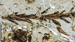Hallazgo en Santa Cruz: Planta de 150 millones de años ocultaba algo que paraizó a la ciencia. Hallazgo en Santa Cruz: Planta de 150 millones de años ocultaba algo que paraizó a la ciencia.