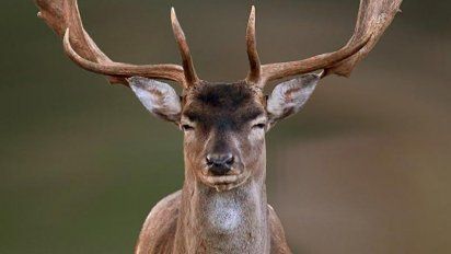 Cazaba ciervos, lo condenaron a ver 'Bambi' durante un año en prisión