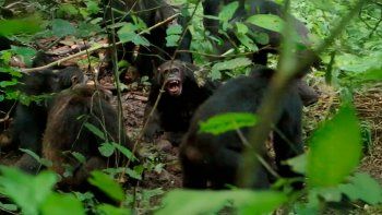 Guerra civil en chimpancés: Qué revela sobre el origen de la violencia humana