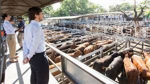 En menos de 2 meses de 2019, el precio de la hacienda en el Mercado de Liniers ya aumentó casi el 25% afirman desde la Federación de Industrias Frigoríficas Nacional.