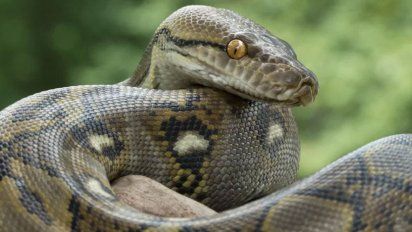 Córdoba: Un animal exótico tomó el patio de una casa